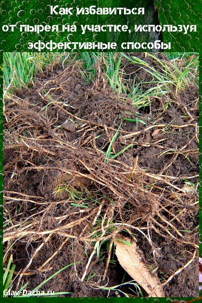 cómo deshacerse del pasto de trigo en la zona