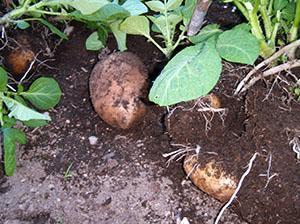 Patatas procesadas con prestigio