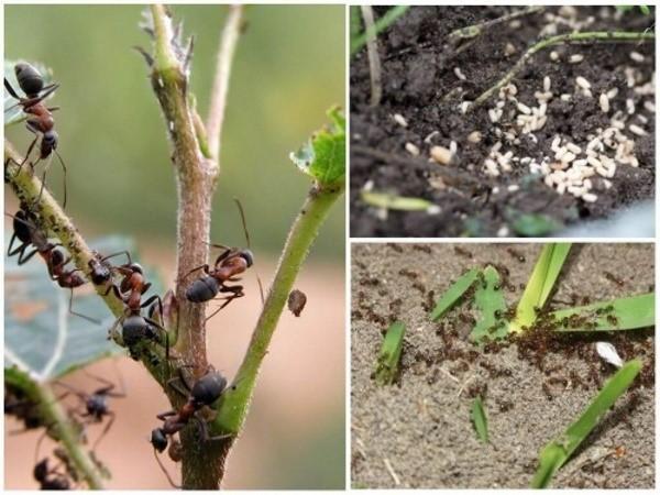 cómo deshacerse de las hormigas de jardín