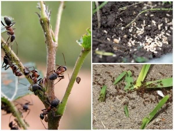 comment se débarrasser des fourmis de jardin
