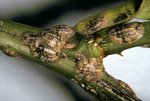 El insecto escama causa un daño irreparable a la planta.