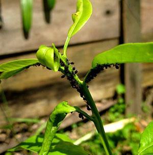 Les parasites colonisent la plante