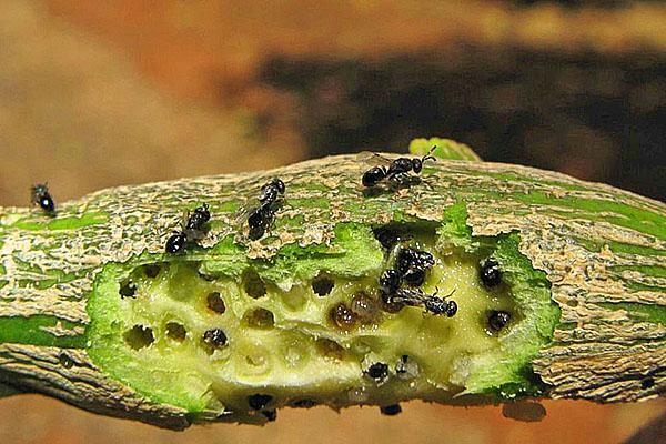 Les fourmis ont mangé le tronc d'un citron