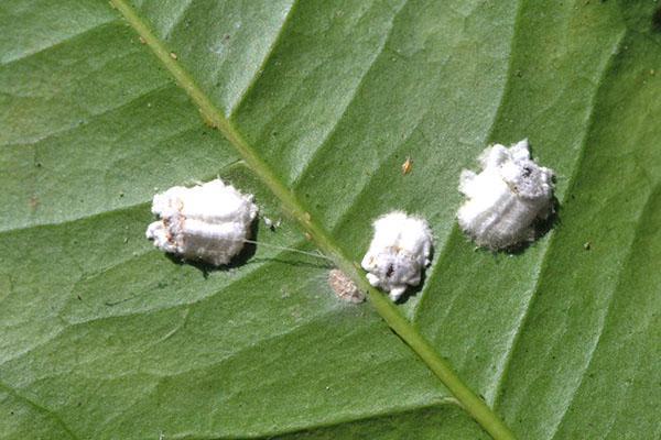 Le traitement des plantes est urgent