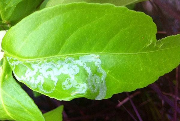 Dommages au feuillage de citron par des bactéries pathogènes et des champignons nuisibles