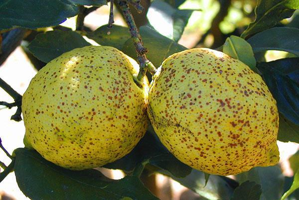 Fruta de limón infectada