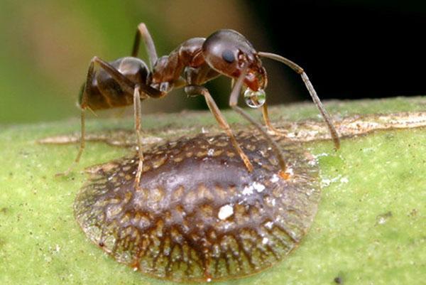 Escala de insectos y hormigas