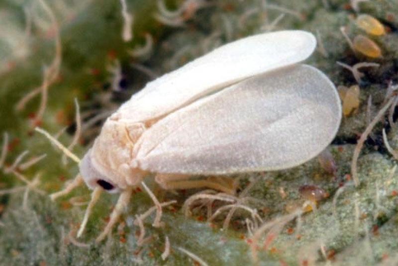 mosca blanca de invernadero