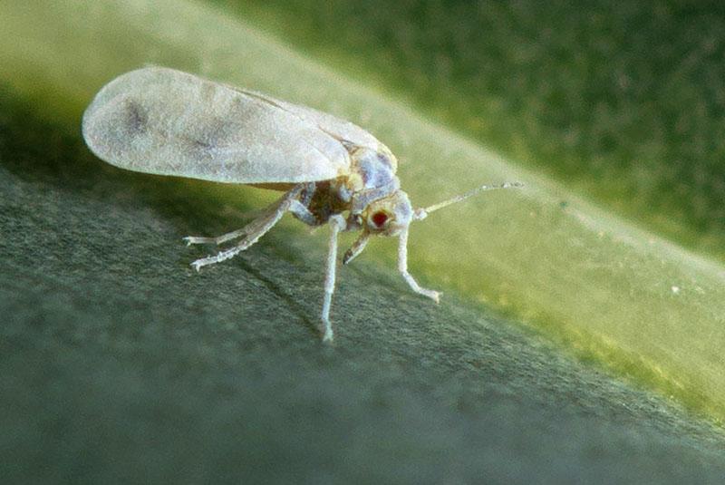 mosca blanca de la col