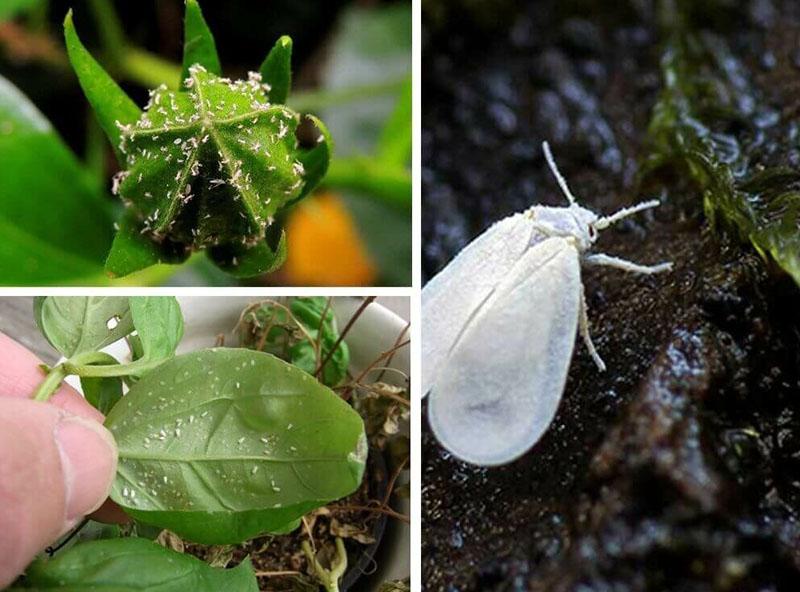 cómo deshacerse de la mosca blanca en el jardín