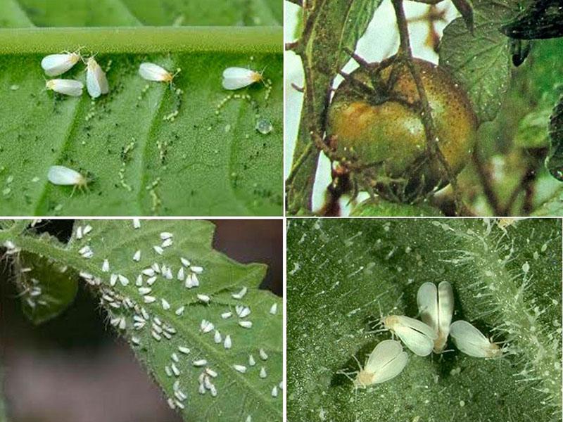 dommages aux parterres de légumes