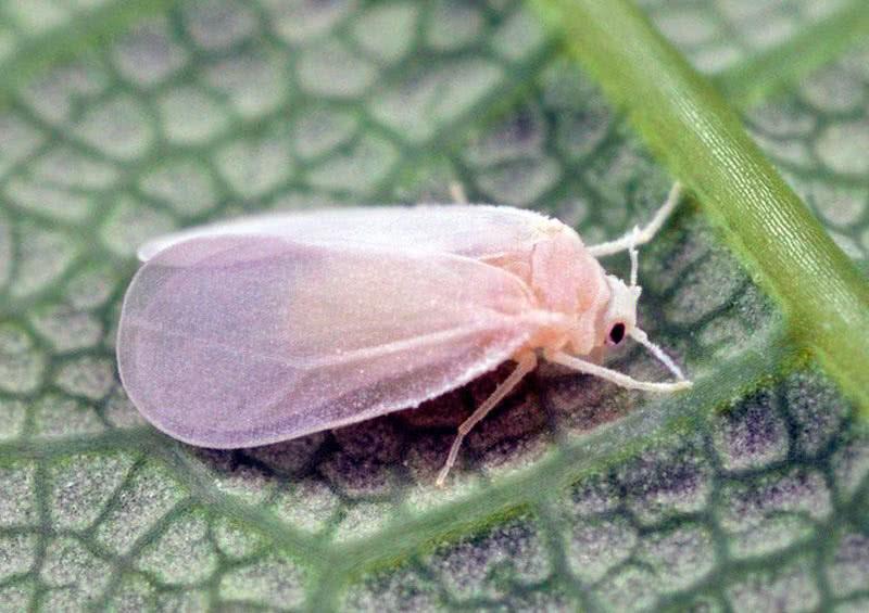 control de mosca blanca