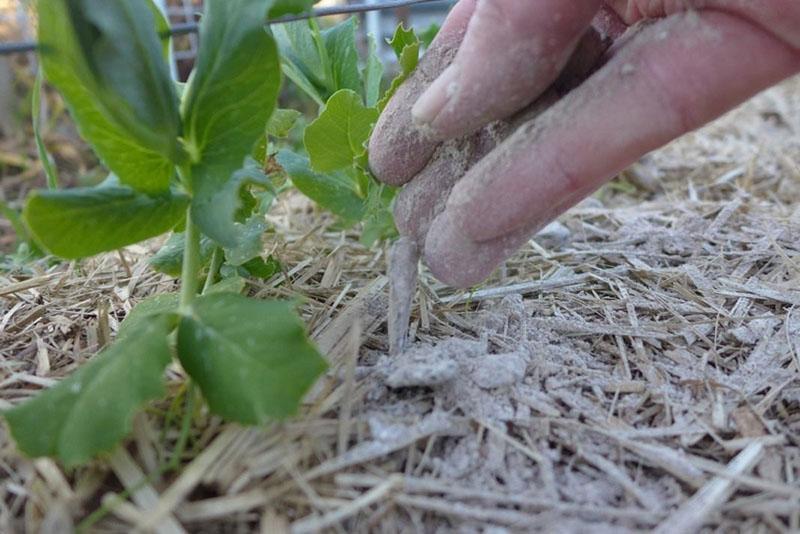 ceniza de madera vs mosca blanca