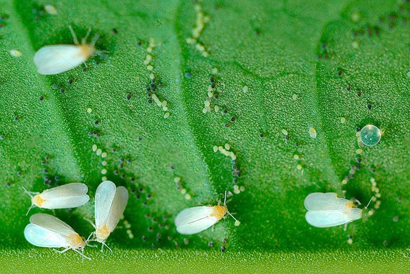 puesta de huevos de insectos