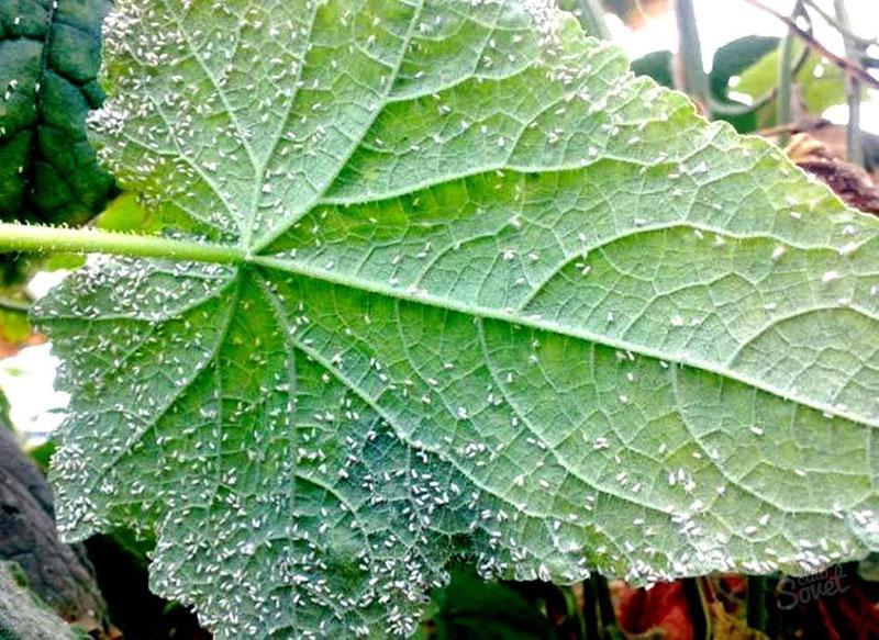 mosca blanca en el dorso de una hoja