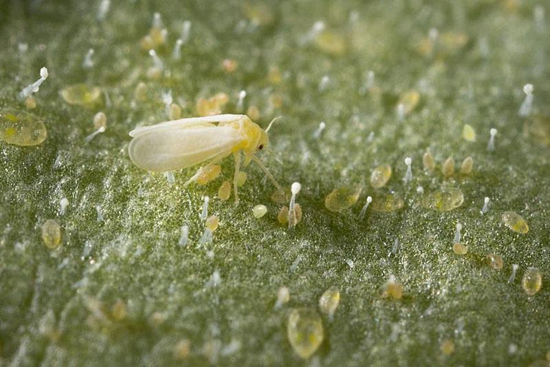 mosca blanca del tabaco