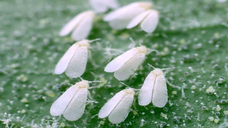 mosca blanca de algodón