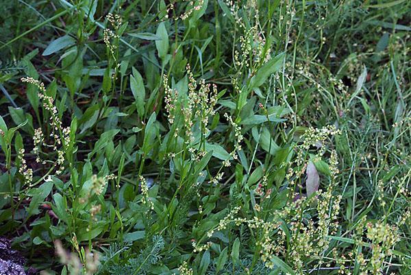 mauvaises herbes sur le site