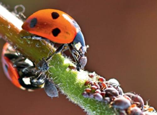 coccinelles