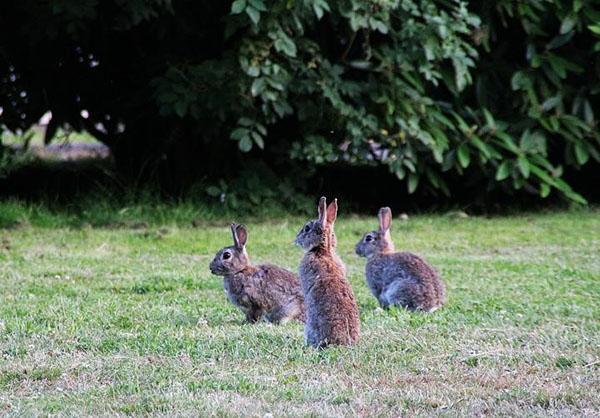 lièvres à la chasse