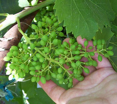 uvas de guisante