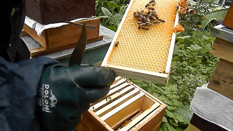 Boa constrictor de la ruche en service