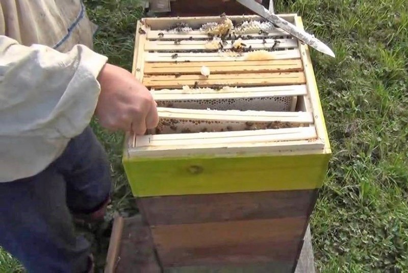 boa ruche en fonctionnement