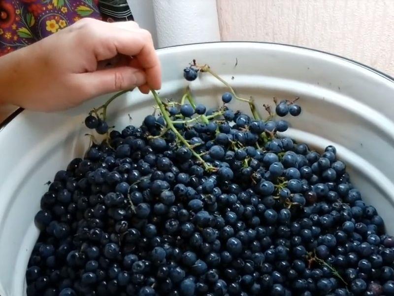 raisins pour le vin