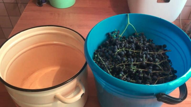 raisins pour le vin