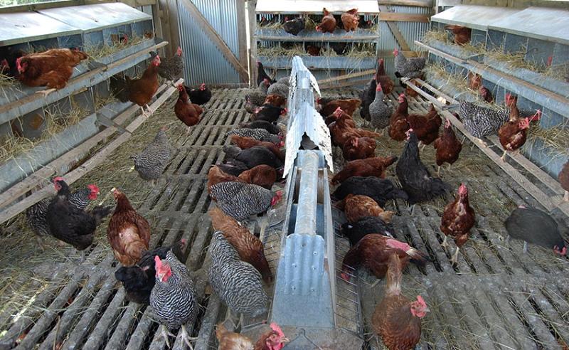 ración de gallinas ponedoras