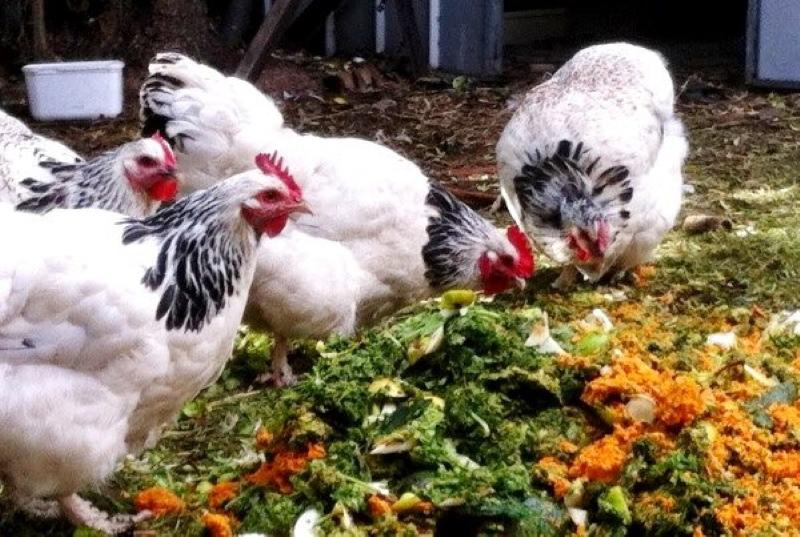 quels légumes donner aux pondeuses