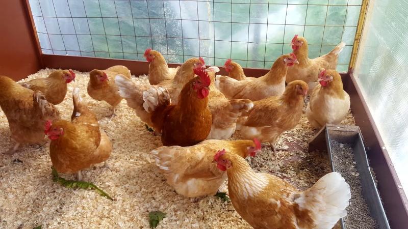 cómo alimentar a las gallinas en casa