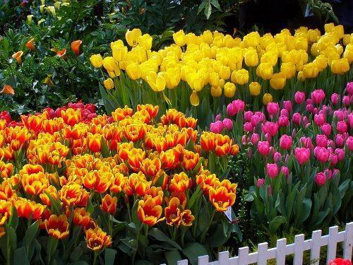 tulipes dans le parterre de fleurs
