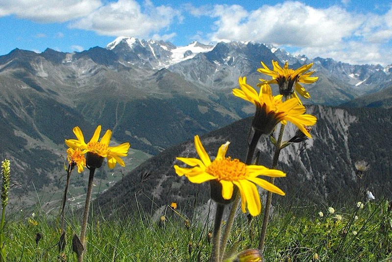 arnica de montagne