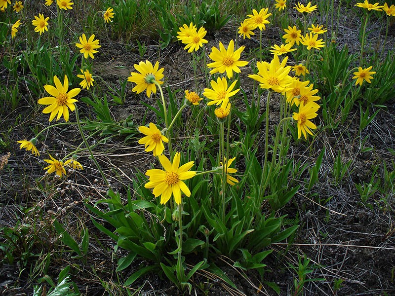 arnica dans les alpes