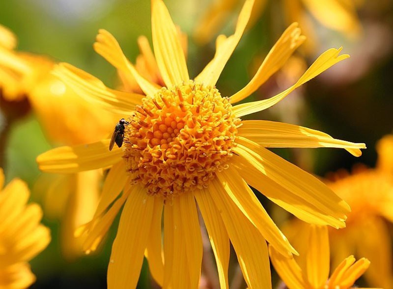 l'arnica fleurit