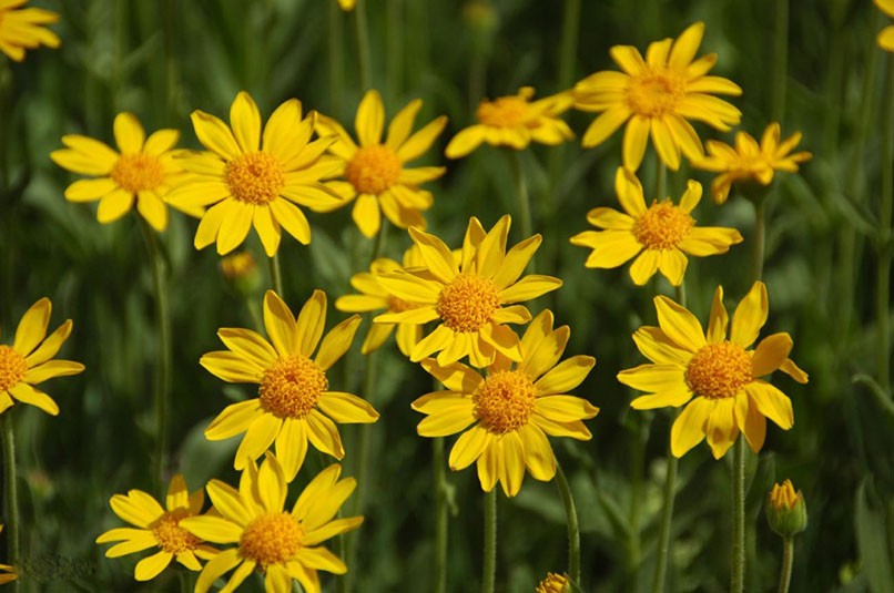 propriétés médicinales de l'arnica