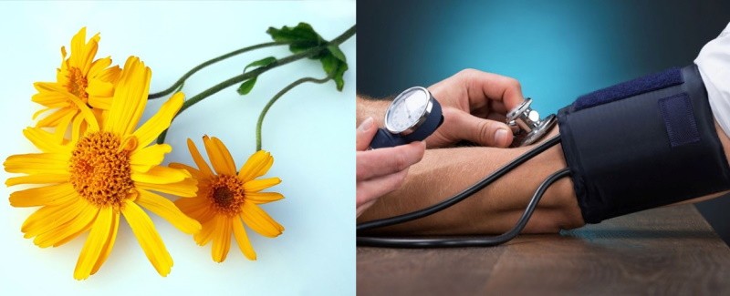 arnica pour le traitement de l'hypertension