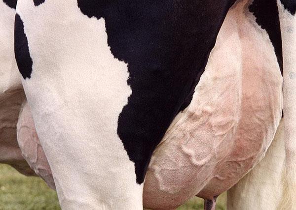 Vous ne pouvez pas boire le lait d'une vache malade