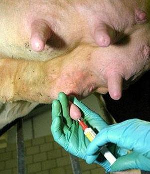 Tratamiento de la mastitis en una vaca.