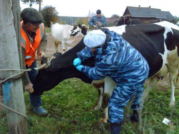 Determinación de burcelosis en una vaca.