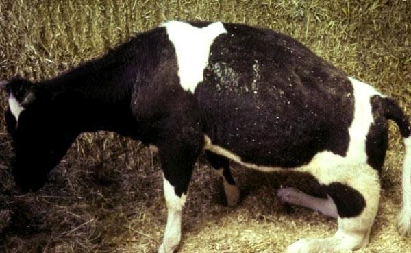 Una vaca tiene paresia posparto