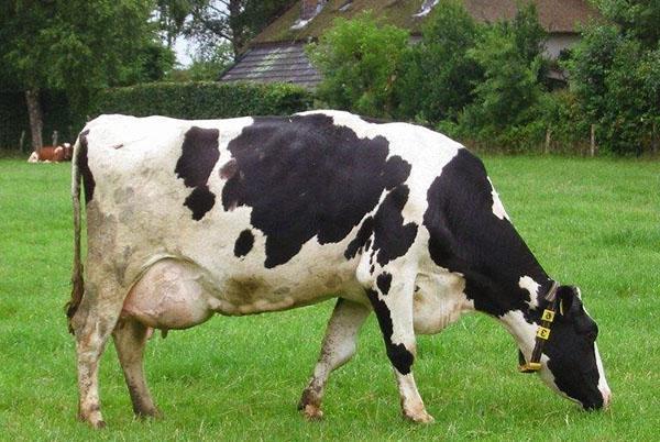 Vache au pâturage avec mammite hémorragique