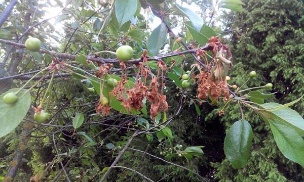 moniliosis de cereza