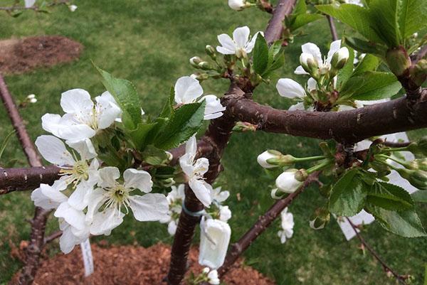 fleurs de cerisier