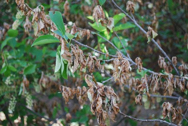 graves dommages aux cerises