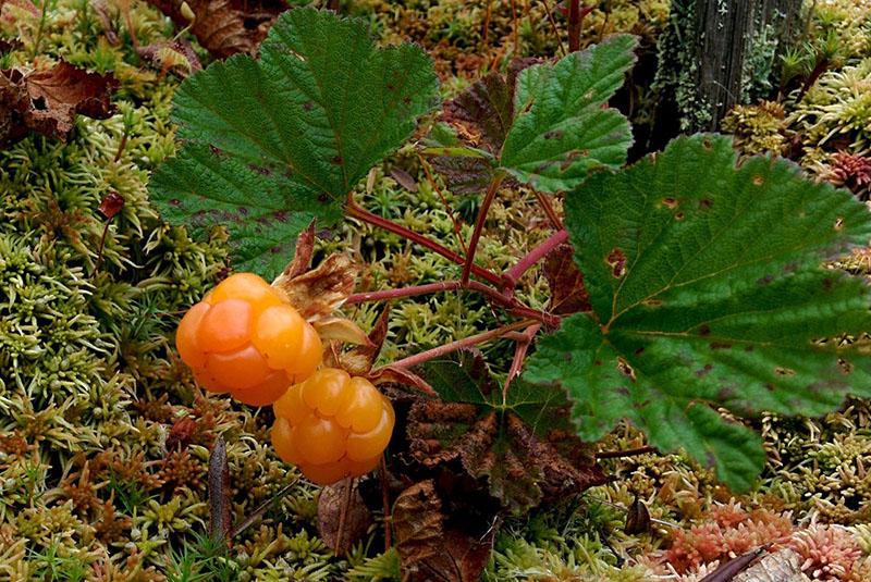 cría de moras de nube