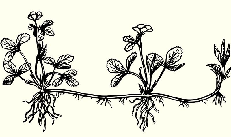 propagación vegetativa de moras