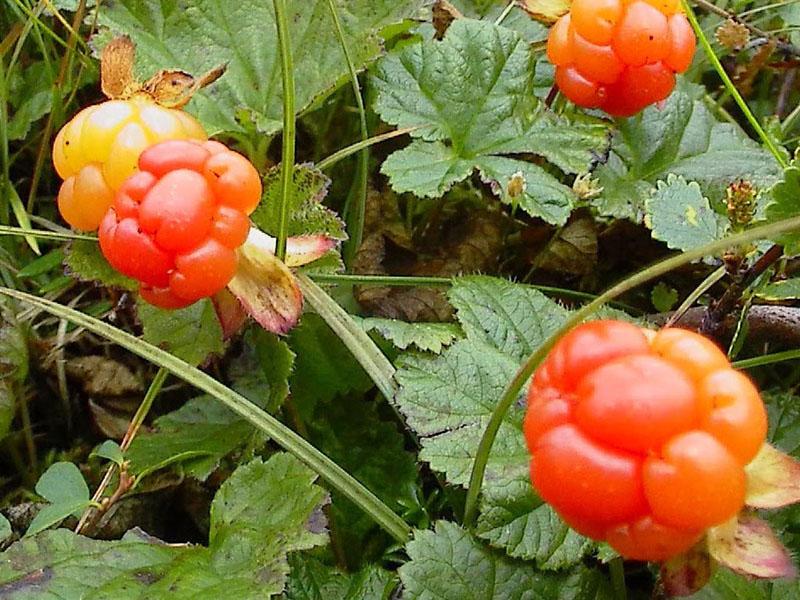 mûres fruitières dans le pays