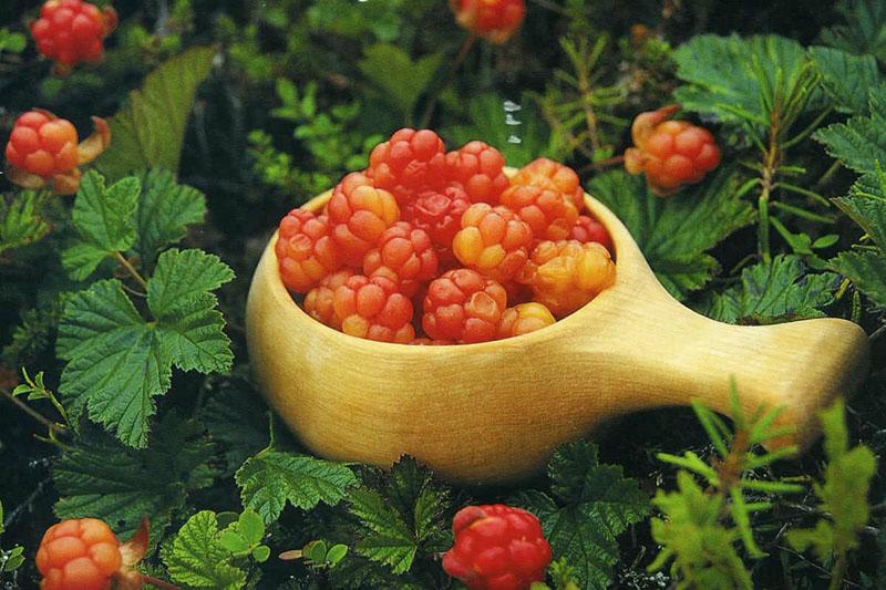 cómo cultivar moras en el campo